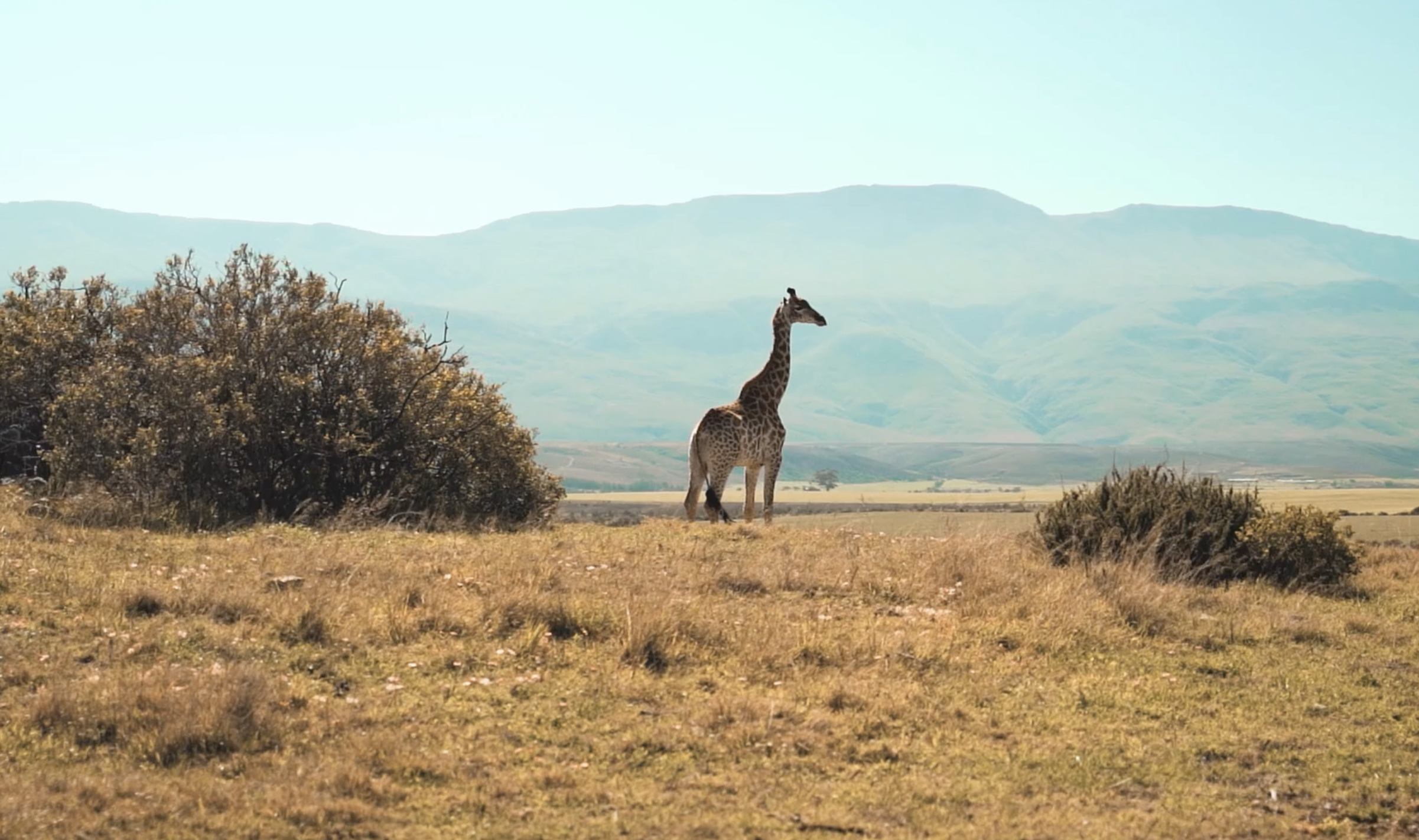 Giraffe on the South African plains